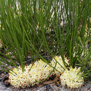 Petrophila longifolia